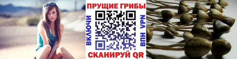 Псилоцибиновые грибы MAGIC MUSHROOMS Купить закладки Нестеров